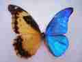 Morpho rhetenor gynandromorph (Internet Image property of respective owner, non-commercial use only)